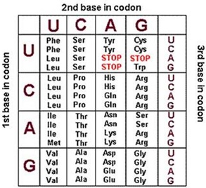 2331_Codon table.jpg